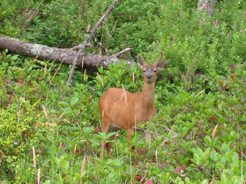 <i><b>148-Nehalem Bay SP</b></i>